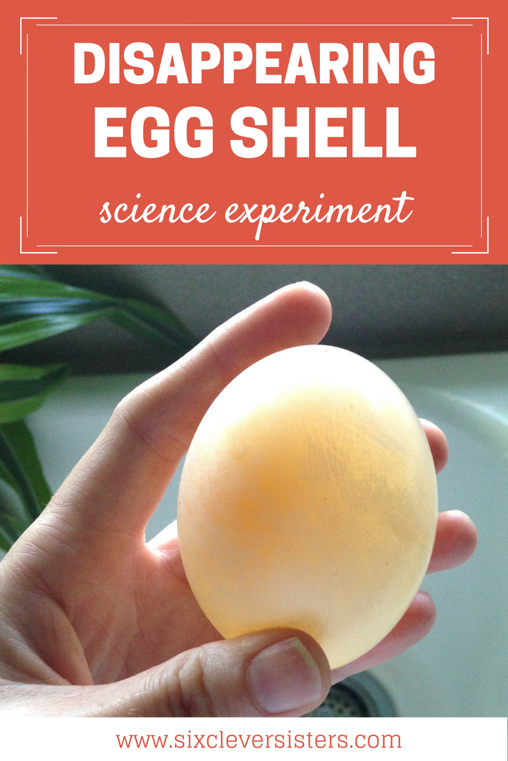 Disappearing Egg Shell | Egg In Vinegar Experiment | Disappearing Egg Shell Experiment | Egg In Vinegar Experiment for Kids | Kids Science Experiments | Science Experiments For Kids | Bouncy Egg Experiment | Bouncy Egg Science Project | Kid Science | With just an egg and vinegar you can see how an egg shell disappears! Check it out on Six Clever Sisters for details.
