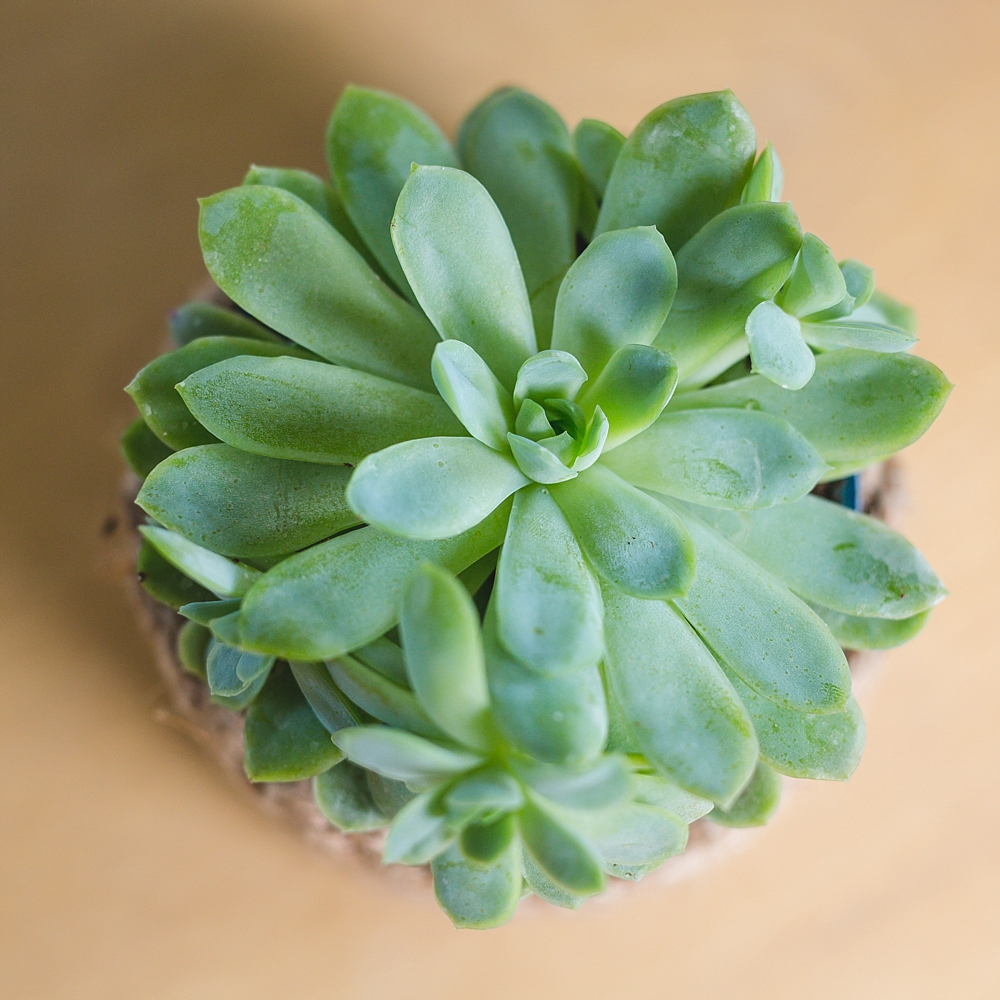 Reuse Candle Jars | Reuse Candle Jar | Reuse Candle Jars Ideas | Reuse Yankee Candle Jars | Reuse Yankee Candle Jar | Reuse Glass Candle Jar | Reuse a Candle Jar | What to Reuse Candle Jars For | Get the details on how to make this succulent planter on the Six Clever Sisters blog!