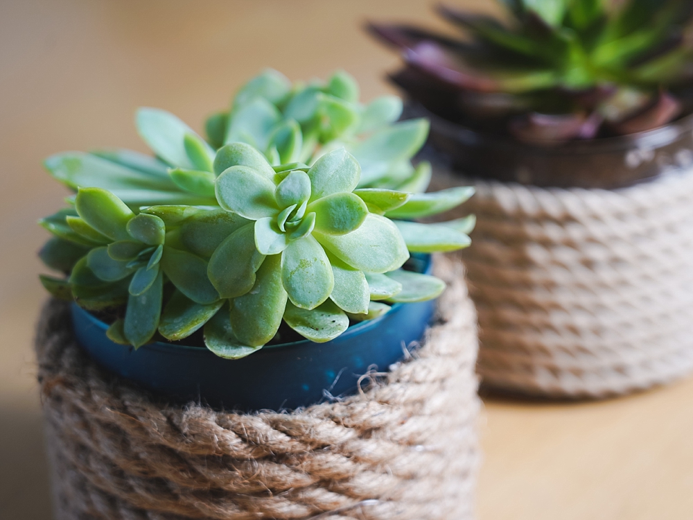 Reuse Candle Jars | Reuse Candle Jar | Reuse Candle Jars Ideas | Reuse Yankee Candle Jars | Reuse Yankee Candle Jar | Reuse Glass Candle Jar | Reuse a Candle Jar | What to Reuse Candle Jars For | Get the details on how to make this succulent planter on the Six Clever Sisters blog!