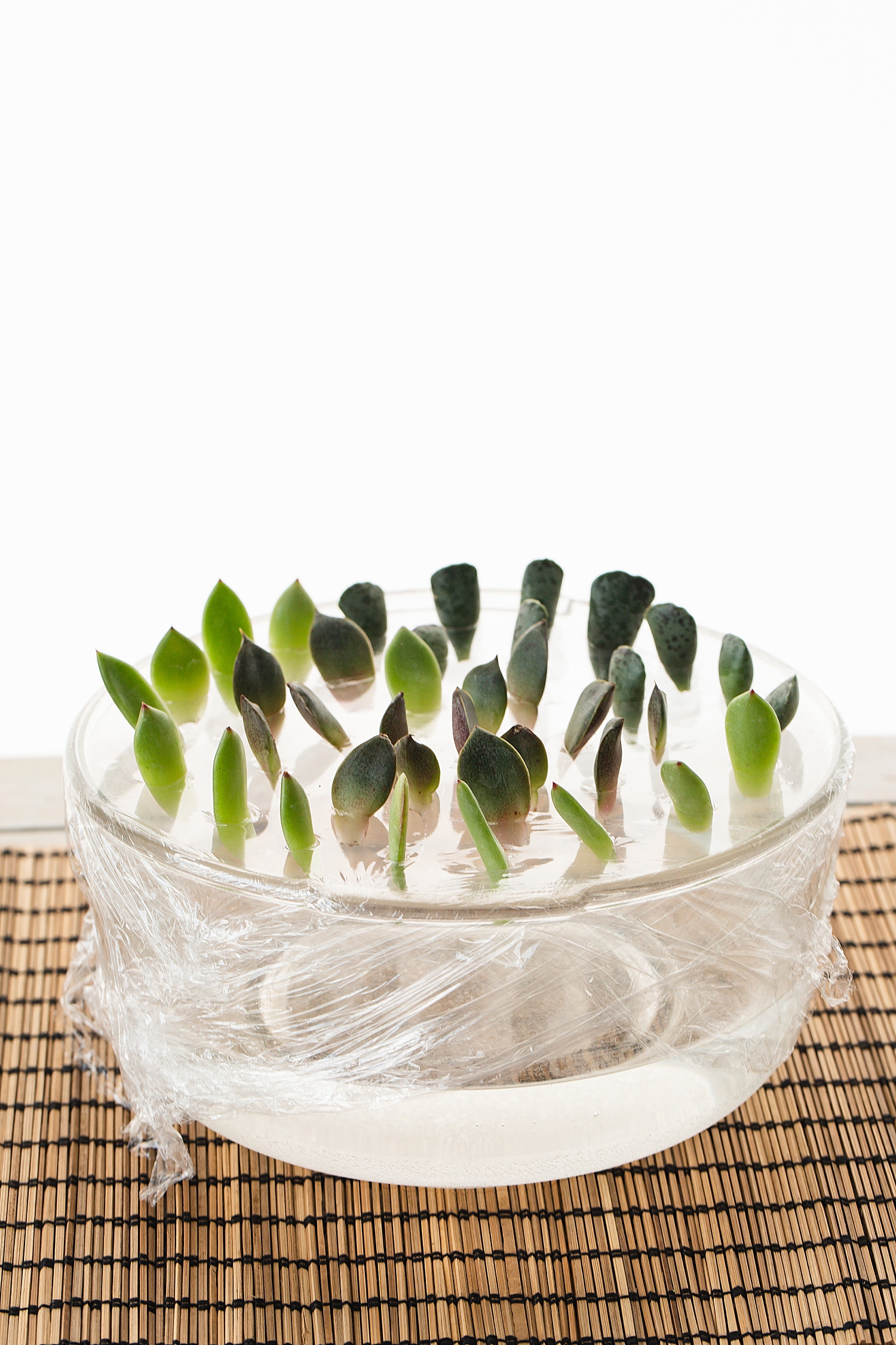 How to propagate succulents in water | How to propagate succulents step by step | how to propagate succulents jade plants | How to propagate succulents fast | Succulents how to propagate | Photo step-by-step directions and tips on the Six Clever Sisters blog! 