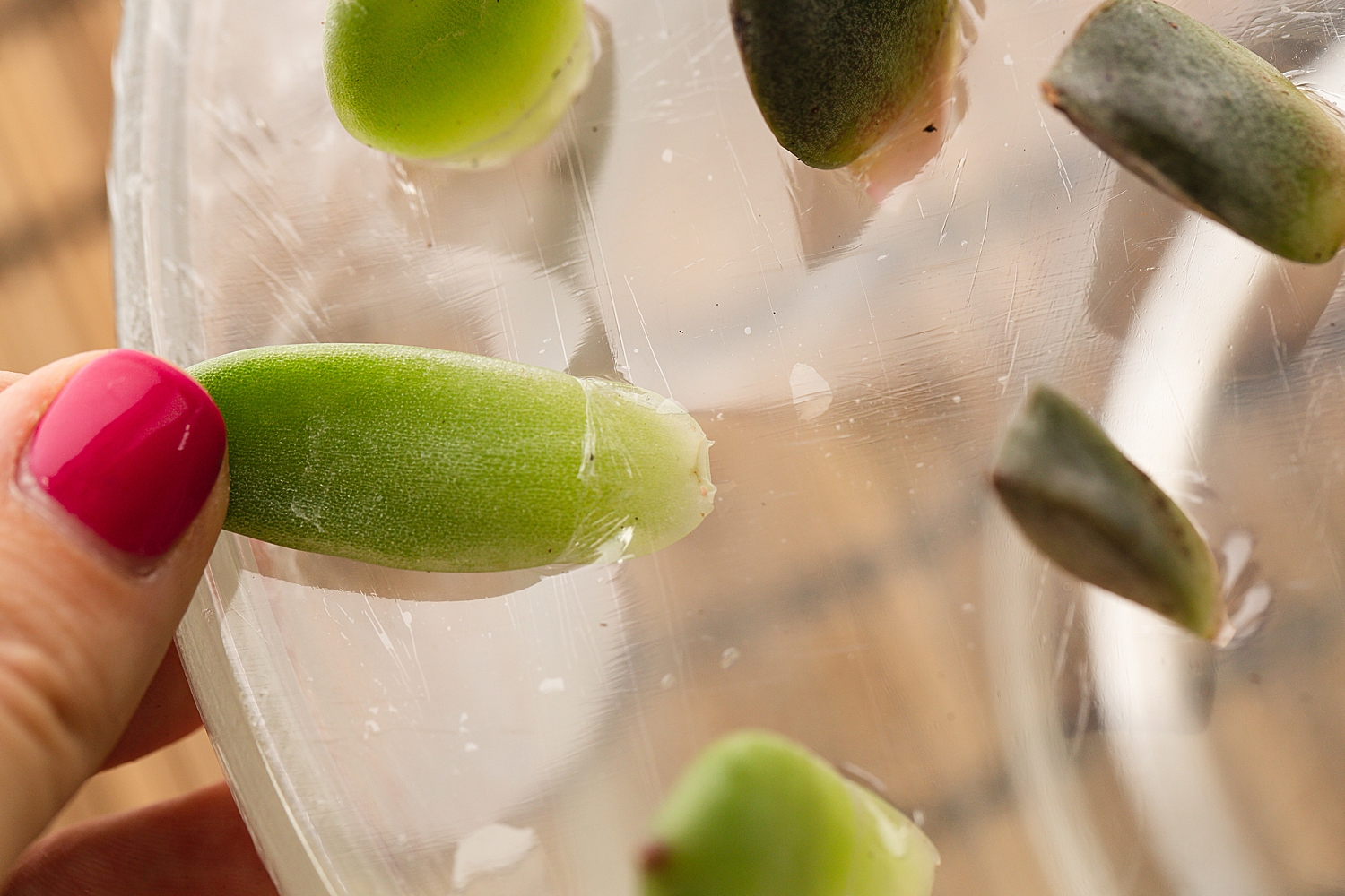 How to propagate succulents in water | How to propagate succulents step by step | how to propagate succulents jade plants | How to propagate succulents fast | Succulents how to propagate | Photo step-by-step directions and tips on the Six Clever Sisters blog! 