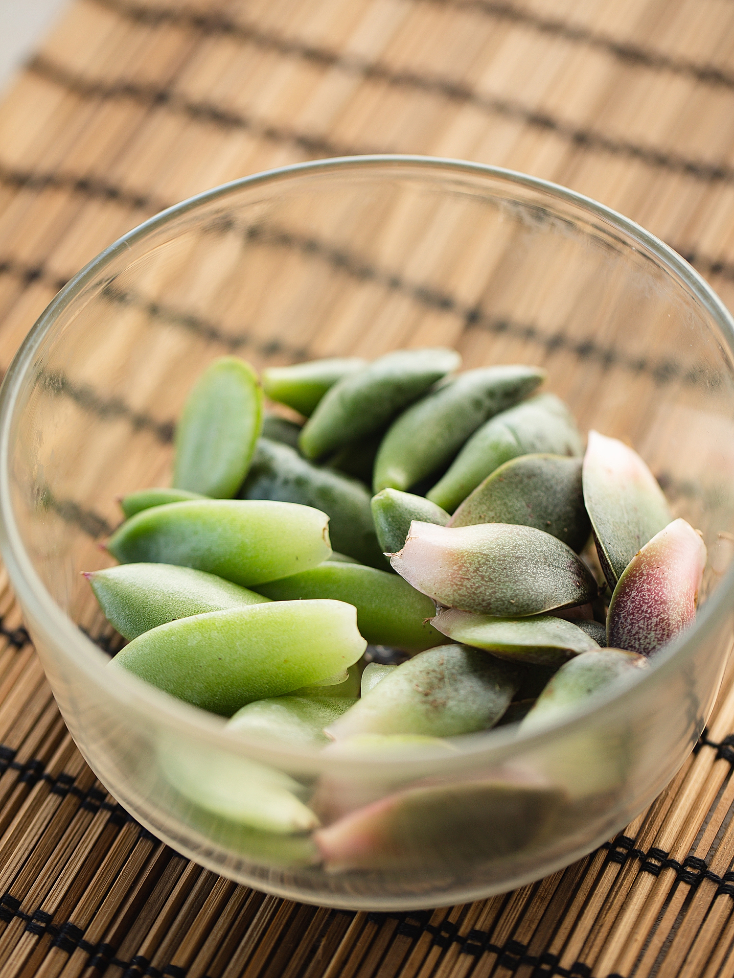 How to Propagate succulents in water | How long does it take to propagate succulents in water | How to propagate succulents from leaves | Tips and how-to for propagating succulents in water instead of soil on the Six Clever Sisters blog!