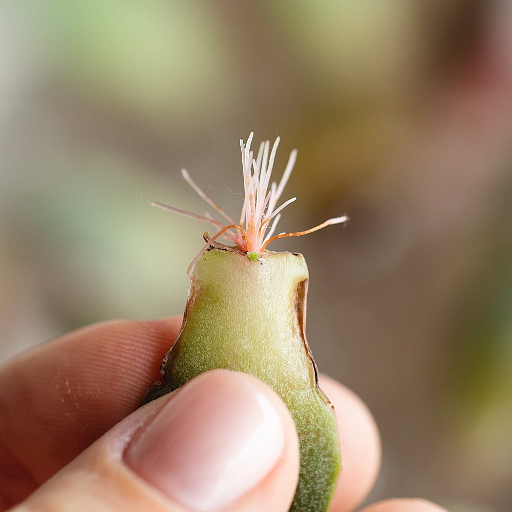 How to propagate succulents in water | How to propagate succulents step by step | how to propagate succulents jade plants | How to propagate succulents fast | Succulents how to propagate | Photo step-by-step directions and tips on the Six Clever Sisters blog! 