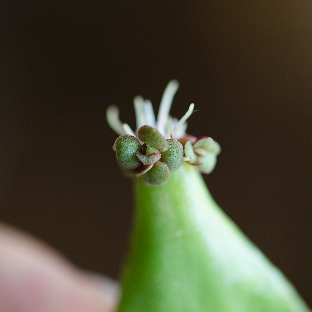 How to propagate succulents in water | How to propagate succulents step by step | how to propagate succulents jade plants | How to propagate succulents fast | Succulents how to propagate | Photo step-by-step directions and tips on the Six Clever Sisters blog! 