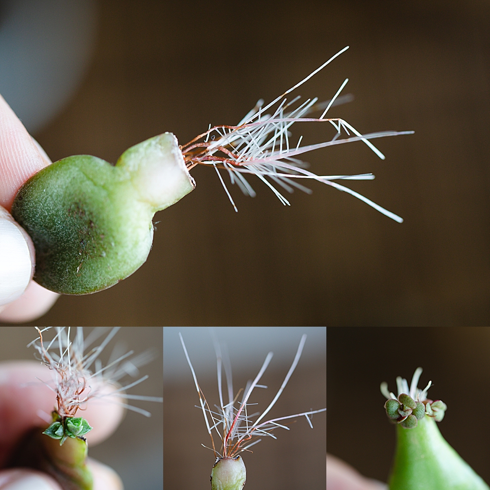 How to propagate succulents in water | How to propagate succulents step by step | how to propagate succulents jade plants | How to propagate succulents fast | Succulents how to propagate | Photo step-by-step directions and tips on the Six Clever Sisters blog! 