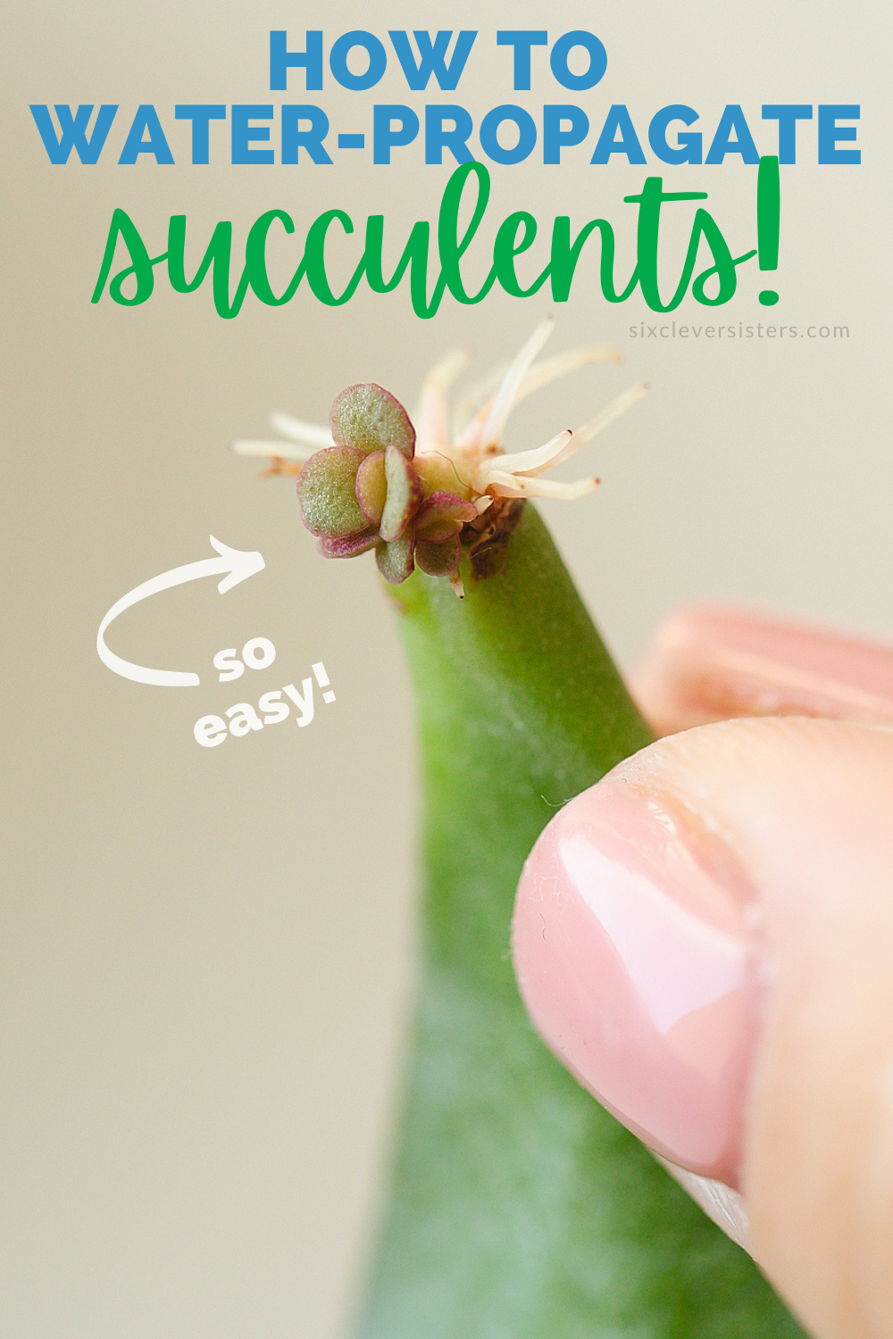 How to propagate succulents in water | How to propagate succulents step by step | how to propagate succulents jade plants | How to propagate succulents fast | Succulents how to propagate | Photo step-by-step directions and tips on the Six Clever Sisters blog! 