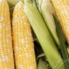 Corn on the Cob Instant Pot | Corn on the Cob | Corn on the Cob How to Cook | Instant Pot Corn on the Cob Recipe | Instant Pot Corn on a Cob | Instant Pot Corn on the Cob Fresh | How to Cook Corn on the Cob | Want to know the easiest way to cook corn on the cob? Cooking corn in the instant pot is super easy and one of the easiest ways to cook corn. Learn how to do it with these simple steps! #corn #cornonthecob #instantpot #instantpotrecipes #howto #recipeoftheday #tutorial 