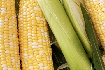 Corn on the Cob Instant Pot | Corn on the Cob | Corn on the Cob How to Cook | Instant Pot Corn on the Cob Recipe | Instant Pot Corn on a Cob | Instant Pot Corn on the Cob Fresh | How to Cook Corn on the Cob | Want to know the easiest way to cook corn on the cob? Cooking corn in the instant pot is super easy and one of the easiest ways to cook corn. Learn how to do it with these simple steps! #corn #cornonthecob #instantpot #instantpotrecipes #howto #recipeoftheday #tutorial 