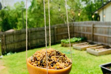 Bird Feeder Craft | DIY Kids | Backyard Ideas | Citrus Feeder | SUmmer Craft | Nature Activity | Birds | Outdoor Ideas | Summer Break Kids | Kid Craft | Summer Kid Craft | Six Clever Sisters