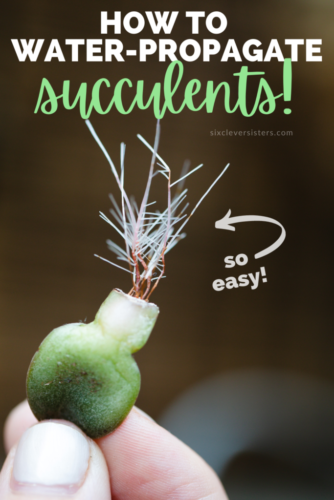 How to Propagate succulents in water | How long does it take to propagate succulents in water | How to propagate succulents from leaves | Tips and how-to for propagating succulents in water instead of soil on the Six Clever Sisters blog!