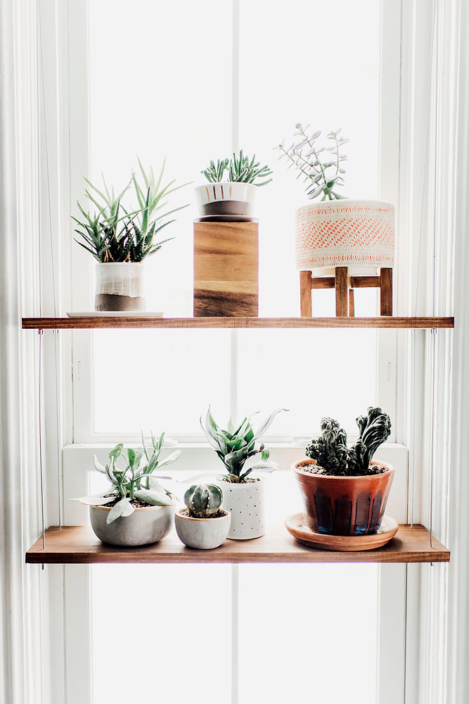 plant shelf idea